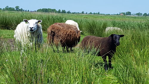 Sheep on field against clear sky