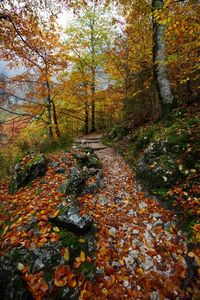 Autumn leaves in forest