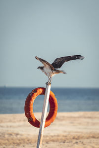 Seagull on beach against sky