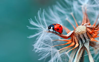 Close-up of ladybug on flower