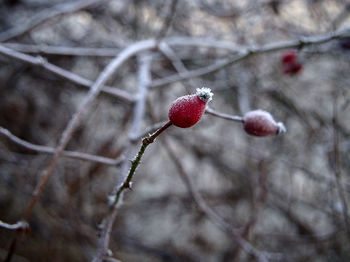 Close-up of red berries on branch