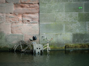 Coot perching on abandoned bicycle in canal against wall