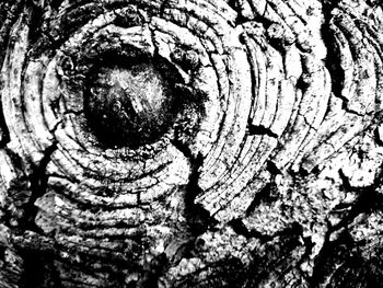 Close-up of tree trunk