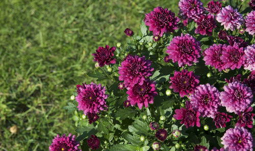 Close-up of pink flowers