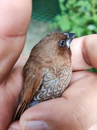 Close-up of hand holding bird