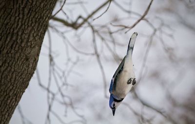 Close-up of bird flying down by tree trunk