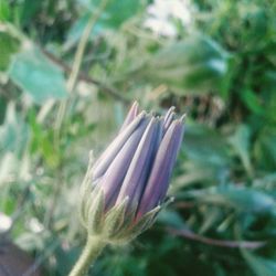 Close-up of flower blooming outdoors