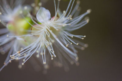 Close-up of fresh white flower with water drops