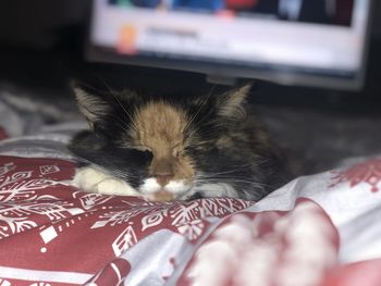 Close-up of cat resting on bed