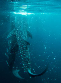 Whalesharks on derawan, indonesia