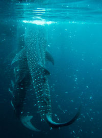 Fish swimming in sea