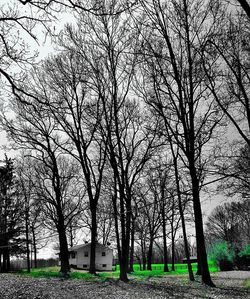 Bare trees on grassy field