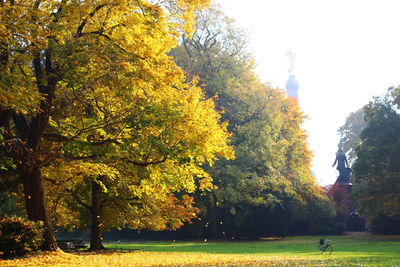 Trees in park