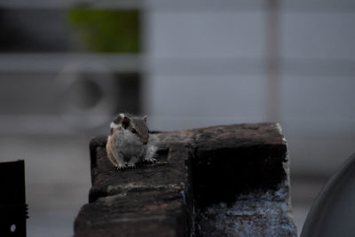 Close-up of squirrel on wood