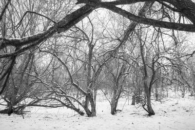 Low angle view of bare trees during winter