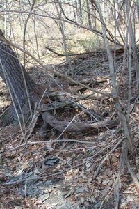 Bare trees in forest