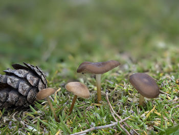 Close-up of mushrooms growing on field