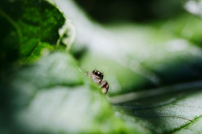 Close-up of insect