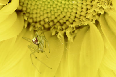 Close-up of insect on yellow flower