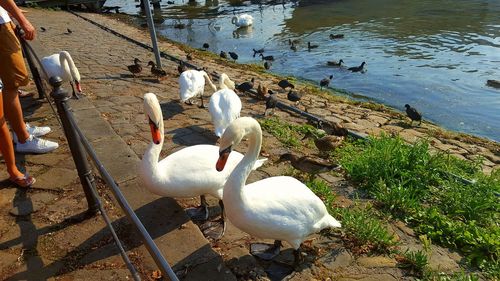 High angle view of swans swimming on lake