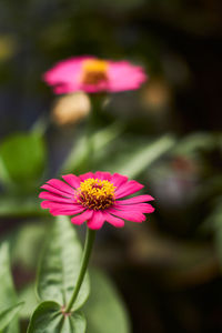 Close-up of pink flower