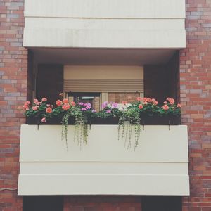 Plant growing on wall