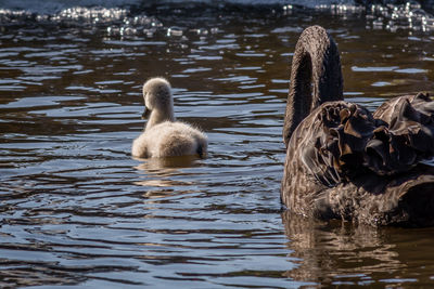 Swan swimming in lake