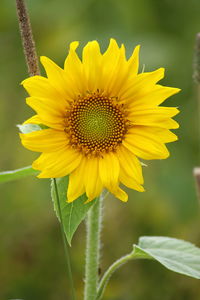 Close-up of yellow sunflower