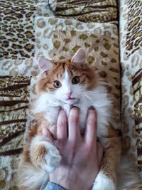 Portrait of hand holding cat