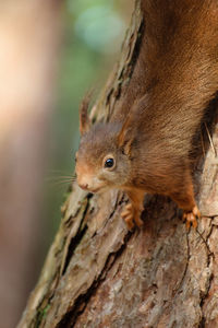 Close-up of squirrel on tree trunk