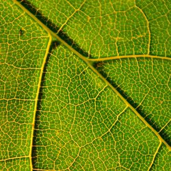 Full frame shot of green leaf