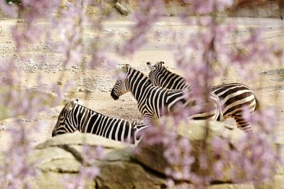 View of zebra and plants