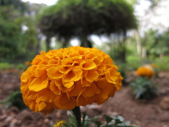 Close-up of yellow flower