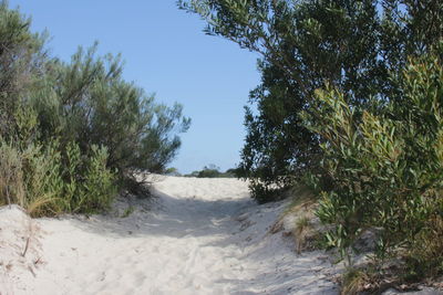 Scenic view of beach against clear sky