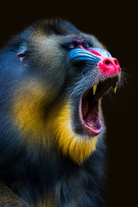 Big mouth of male mandrill monkey