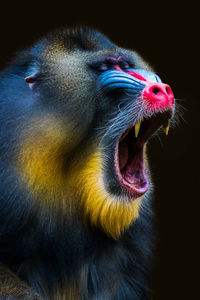 Close-up of a monkey