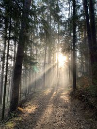 Sunlight streaming through trees in forest