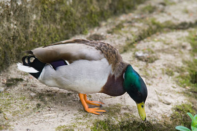 Close-up of a duck