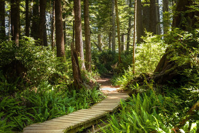 Footpath amidst trees in forest