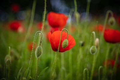 Close-up of red poppy flowers on field