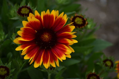 Close-up of yellow flower