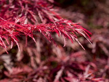 Close-up of maple leaves on plant during autumn