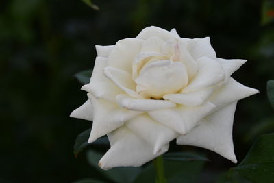 Close-up of white rose