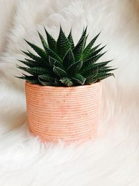 Close-up of succulent plant on fur