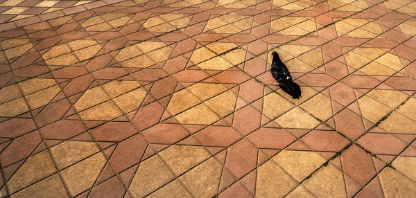 High angle view of bird walking on footpath