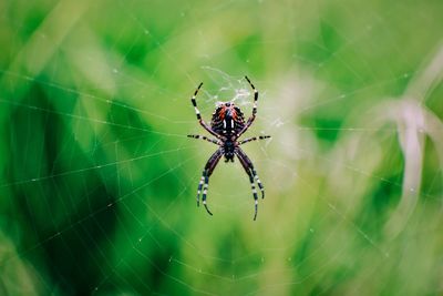 Spider on web