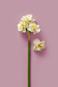 Close-up of flowers against pink background