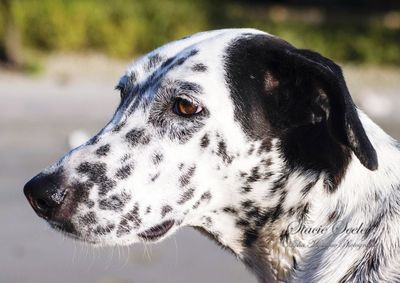 Close-up of a dog