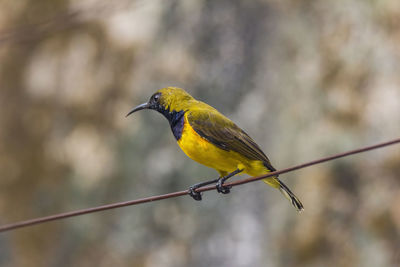 Close-up of bird perching on branch