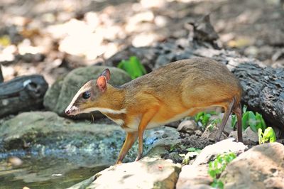 Mouse-deer feed in natural forest